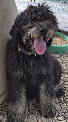 Gamble, an adopted mixed breed in Savannah, MO image 2/2