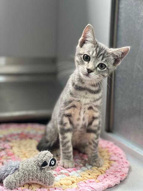 61453068, adopted, Young Female Domestic Short Hair.