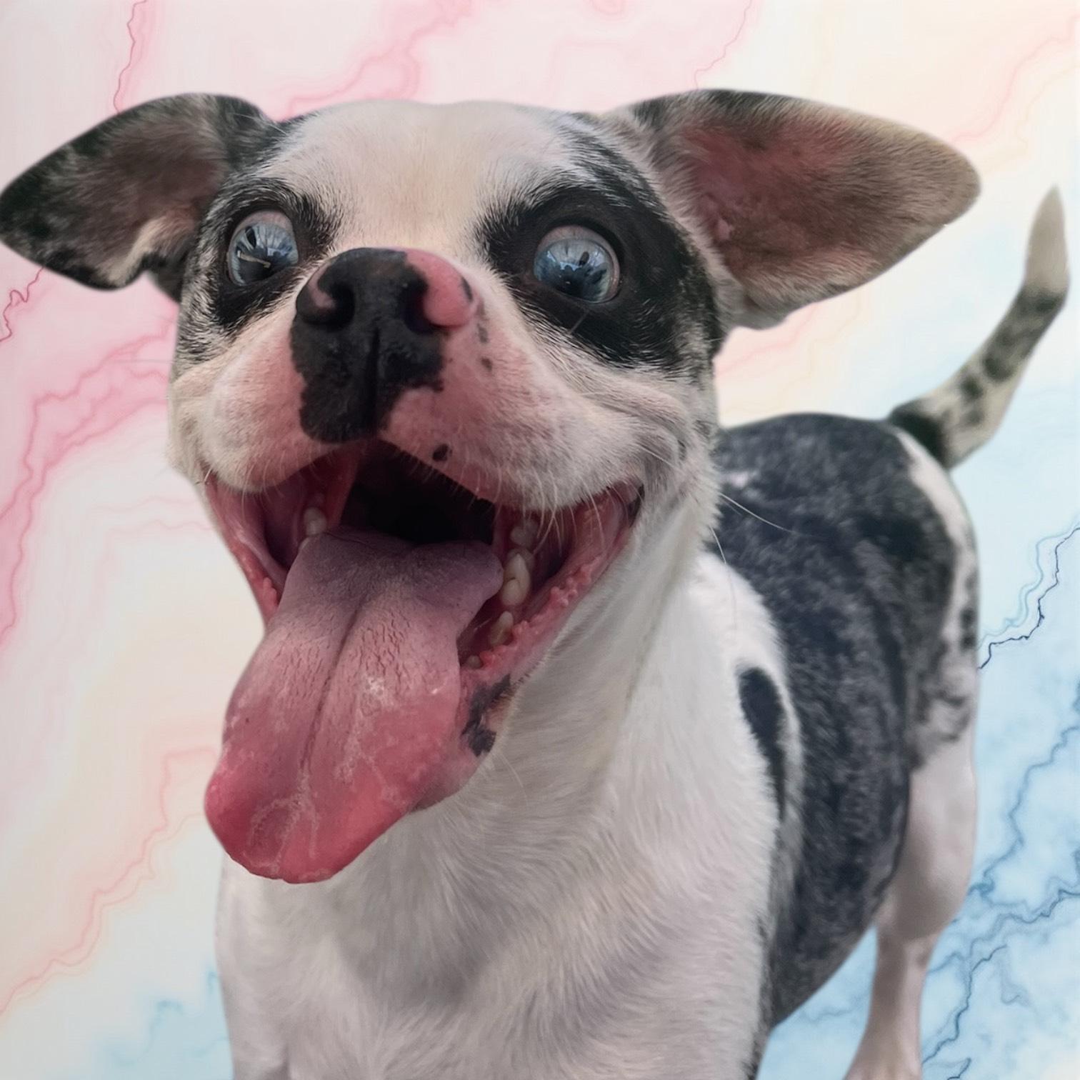 Enlarge #100 Sky, a Adoptable mixed breed in Pawtucket, RI image 1/1