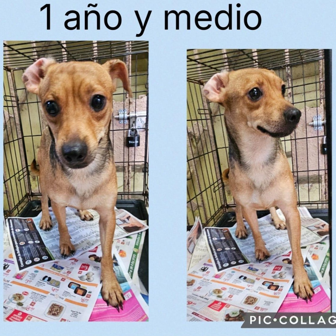 Joaquin, Adoptable, Adult Male Terrier & Chihuahua.