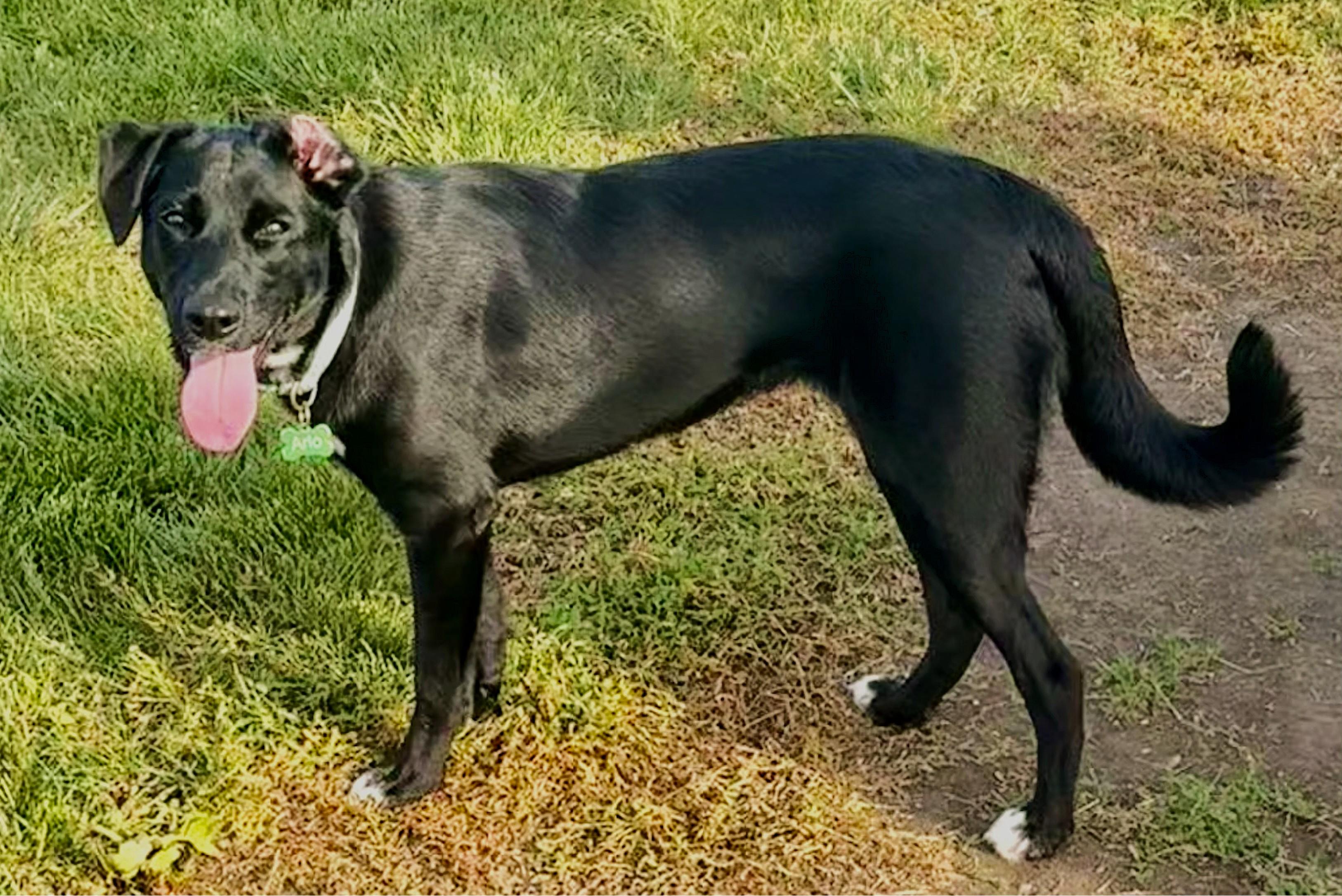 Enlarge Juno, a ADOPTABLE mixed breed in Lisbon, IA image 5/6