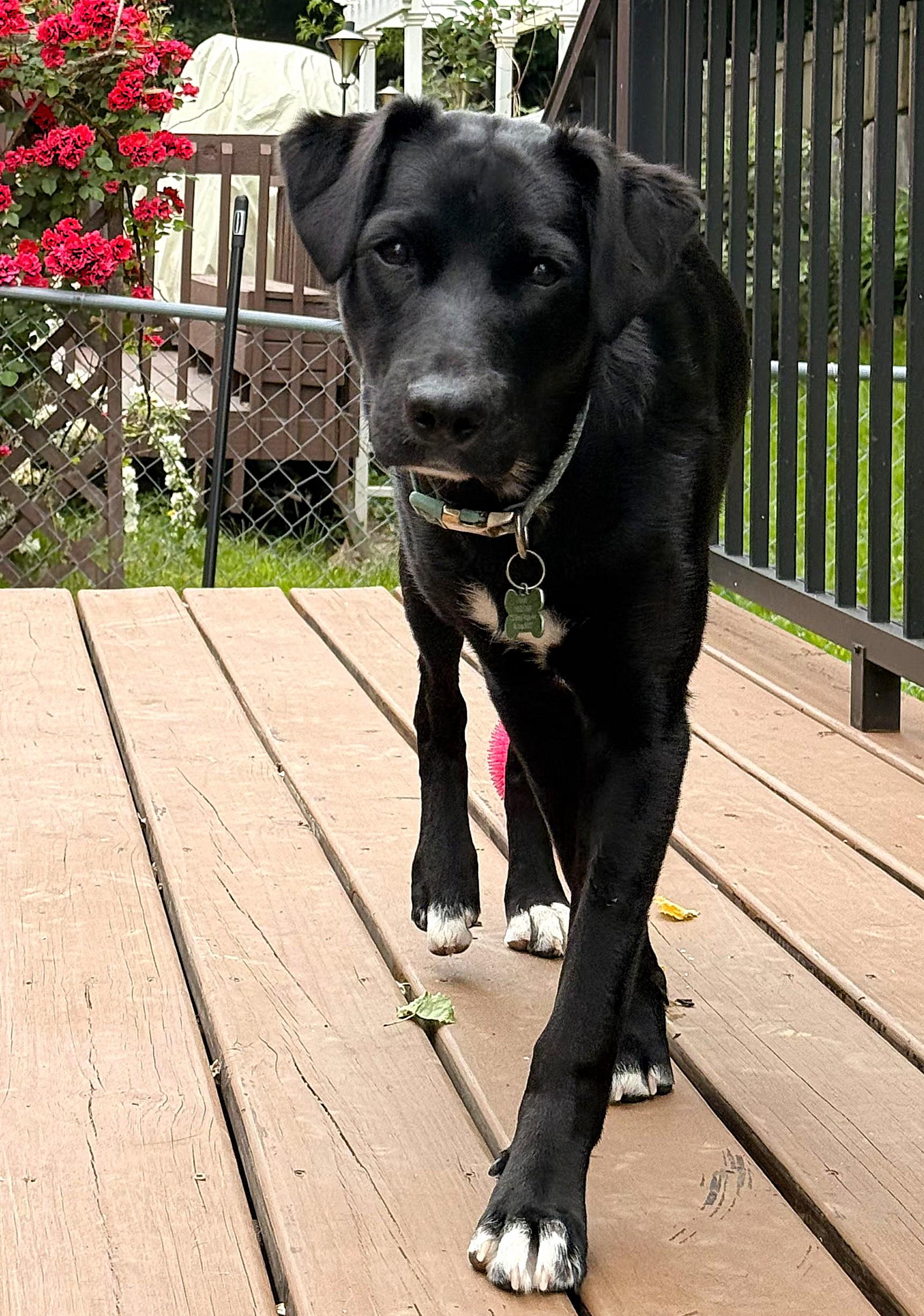 Enlarge Juno, a ADOPTABLE mixed breed in Lisbon, IA image 2/6