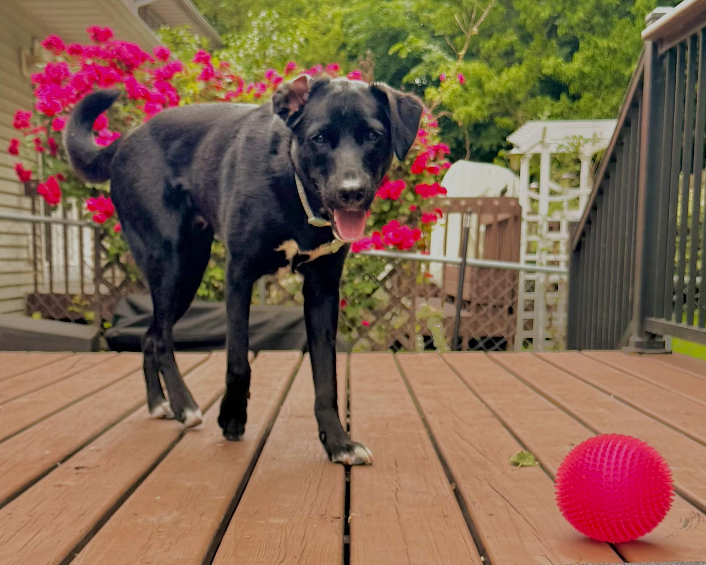 Enlarge Juno, a ADOPTABLE mixed breed in Lisbon, IA image 4/6