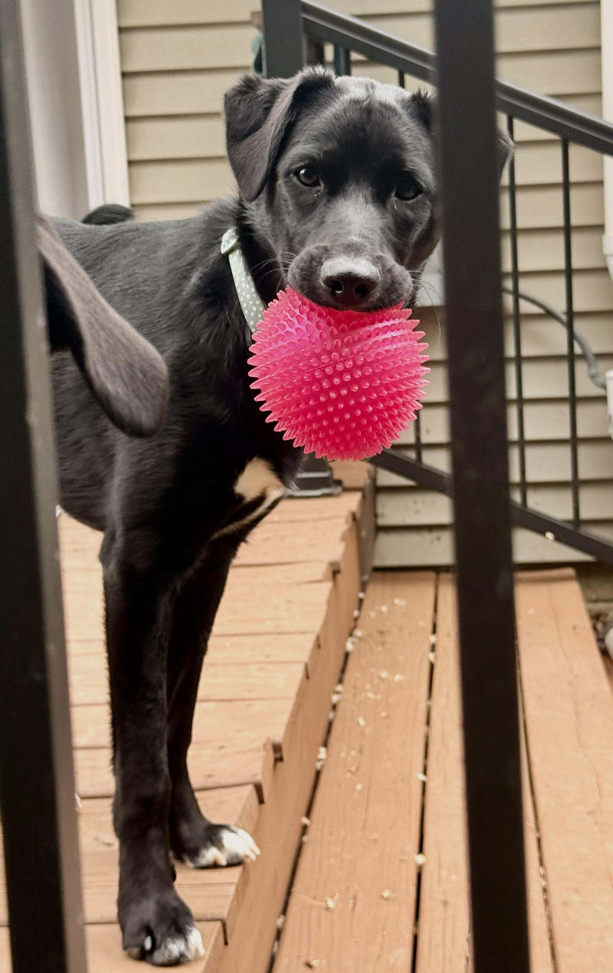 Enlarge Juno, a ADOPTABLE mixed breed in Lisbon, IA image 6/6