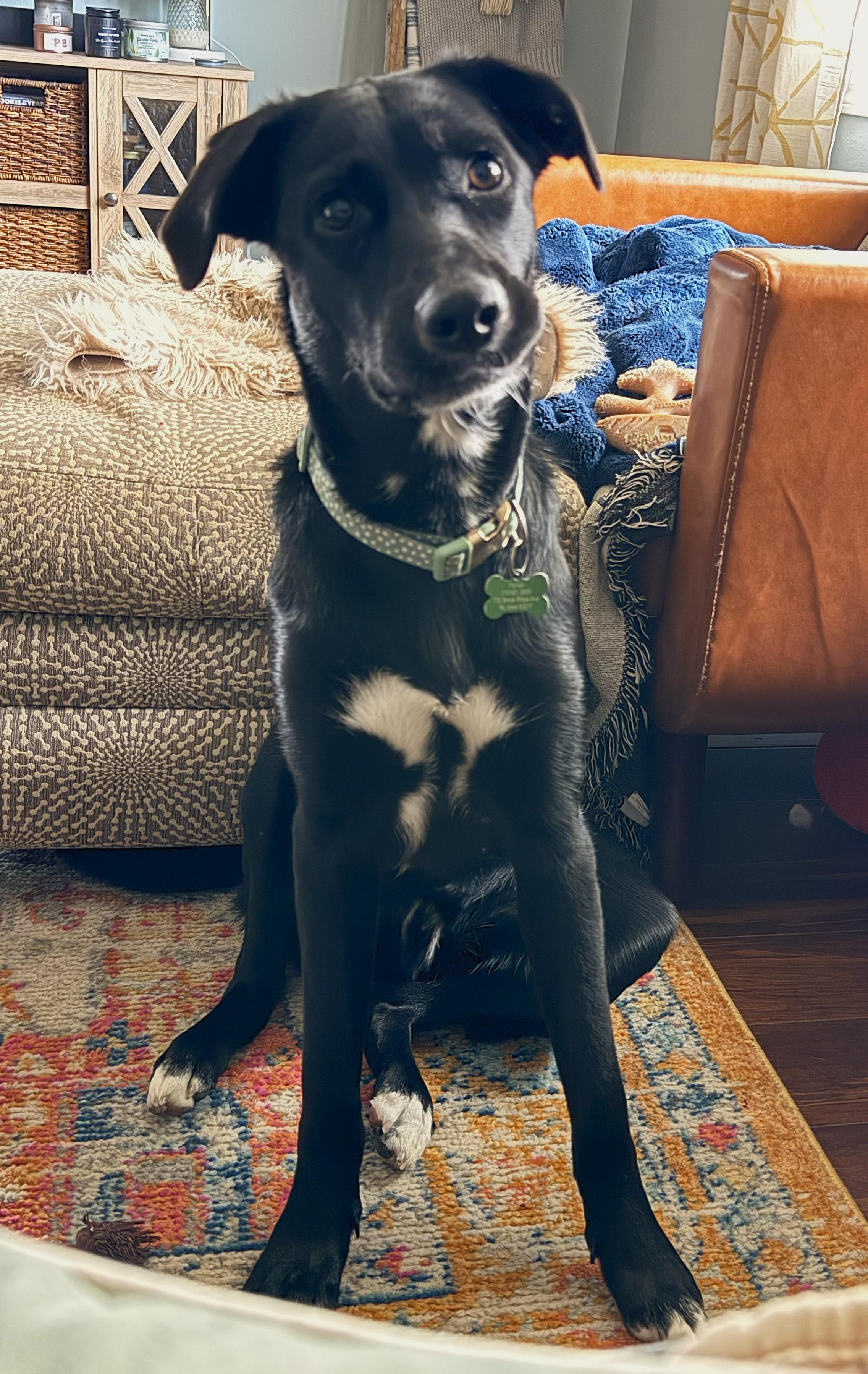 Enlarge Juno, a ADOPTABLE mixed breed in Lisbon, IA image 3/6