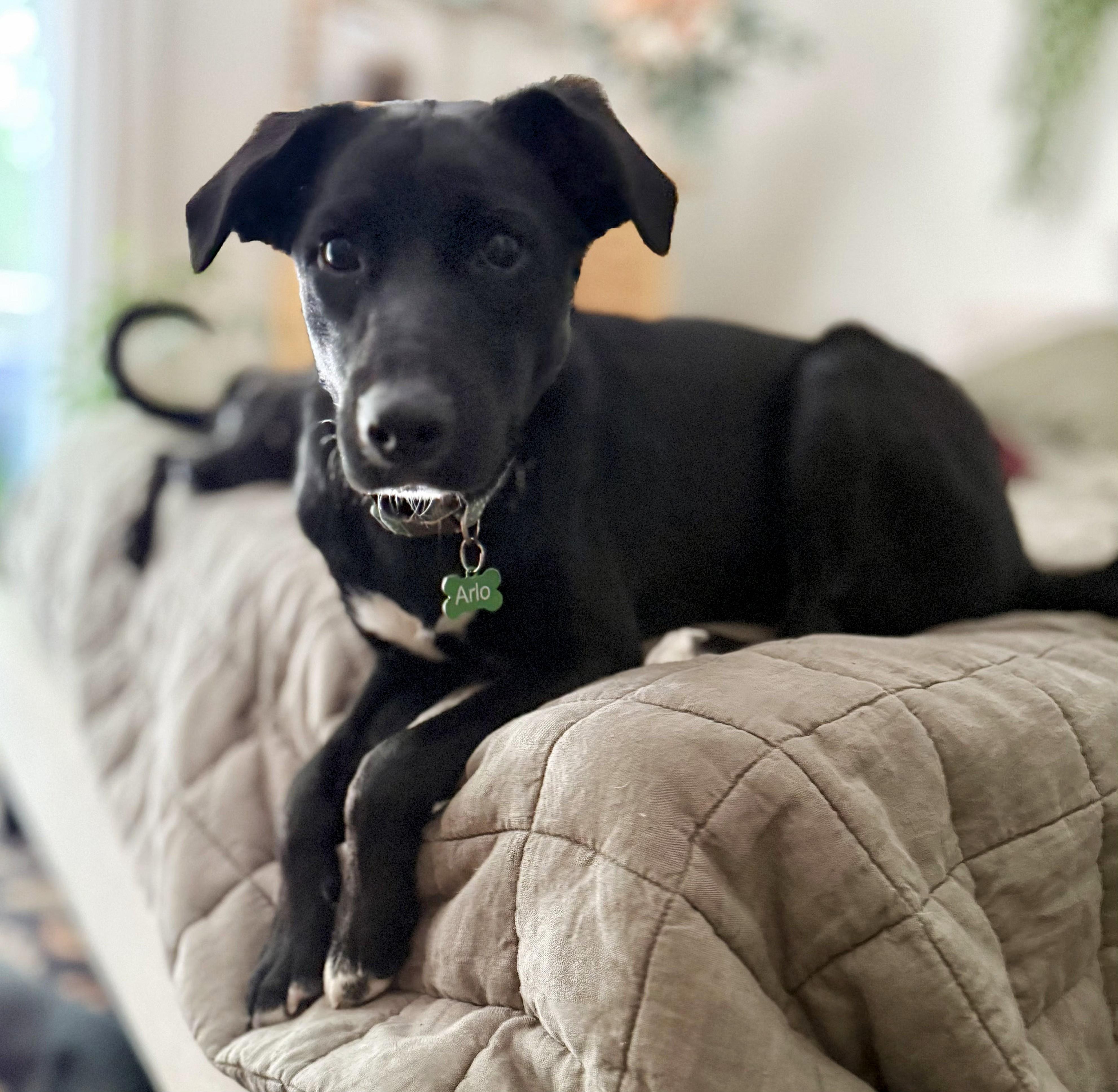Enlarge Juno, a ADOPTABLE mixed breed in Lisbon, IA image 1/6