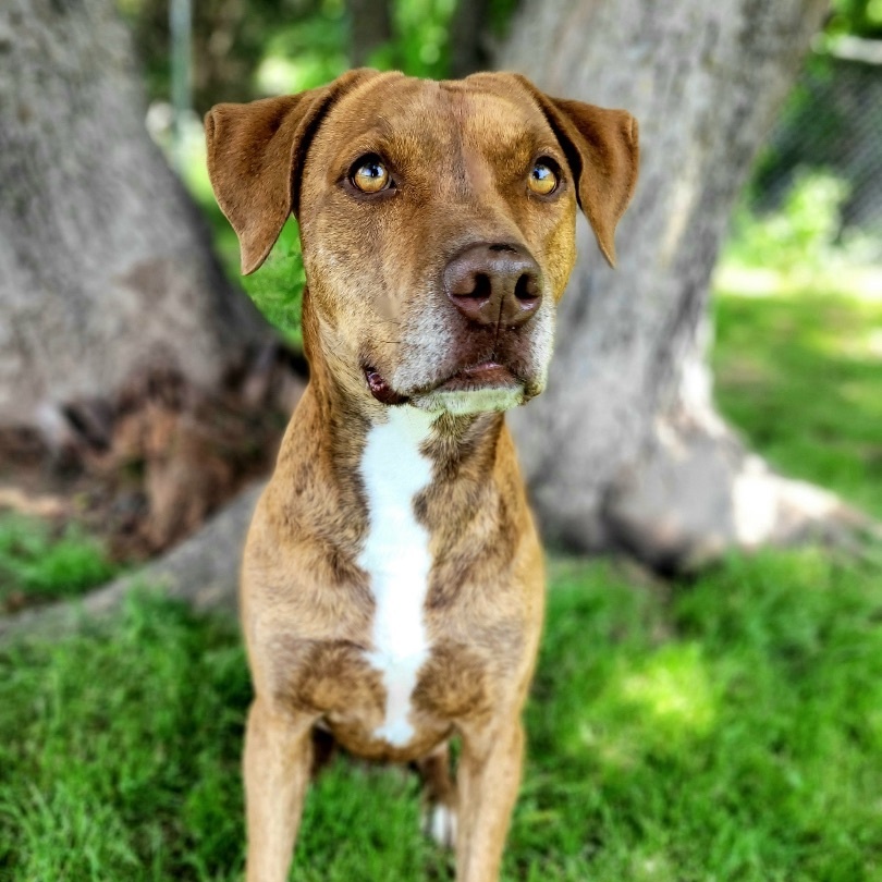 Heath, Adult Male Hound