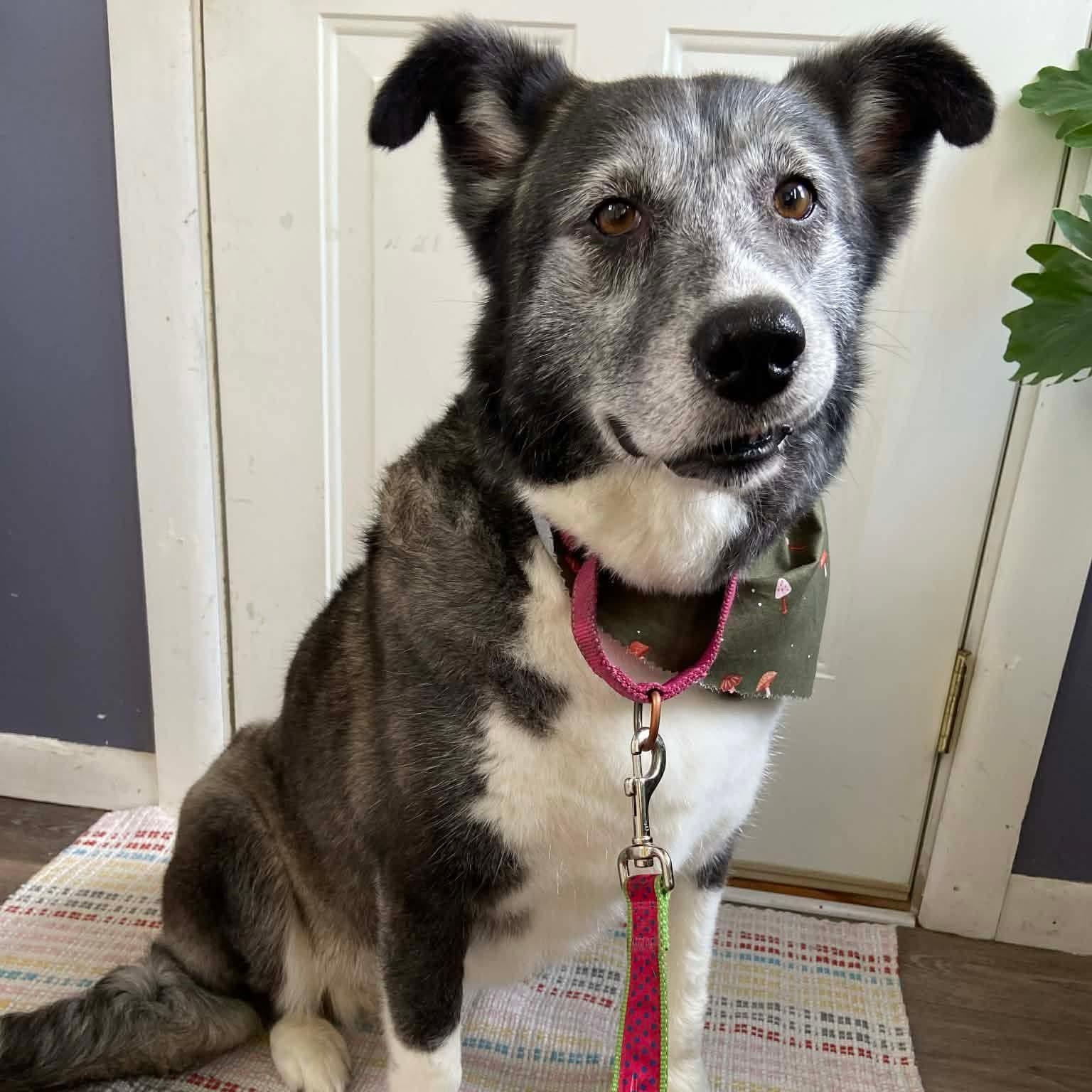 Audrey, a ADOPTABLE Mixed Breed in East Peoria, IL image 3/4