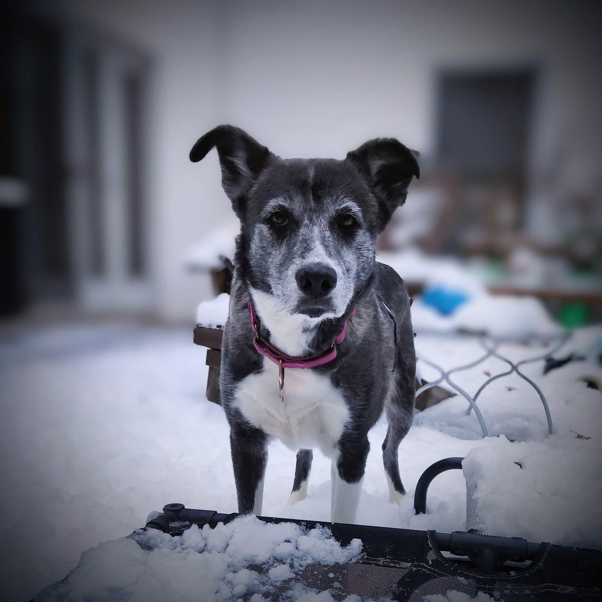 Audrey, a ADOPTABLE Mixed Breed in East Peoria, IL image 2/4
