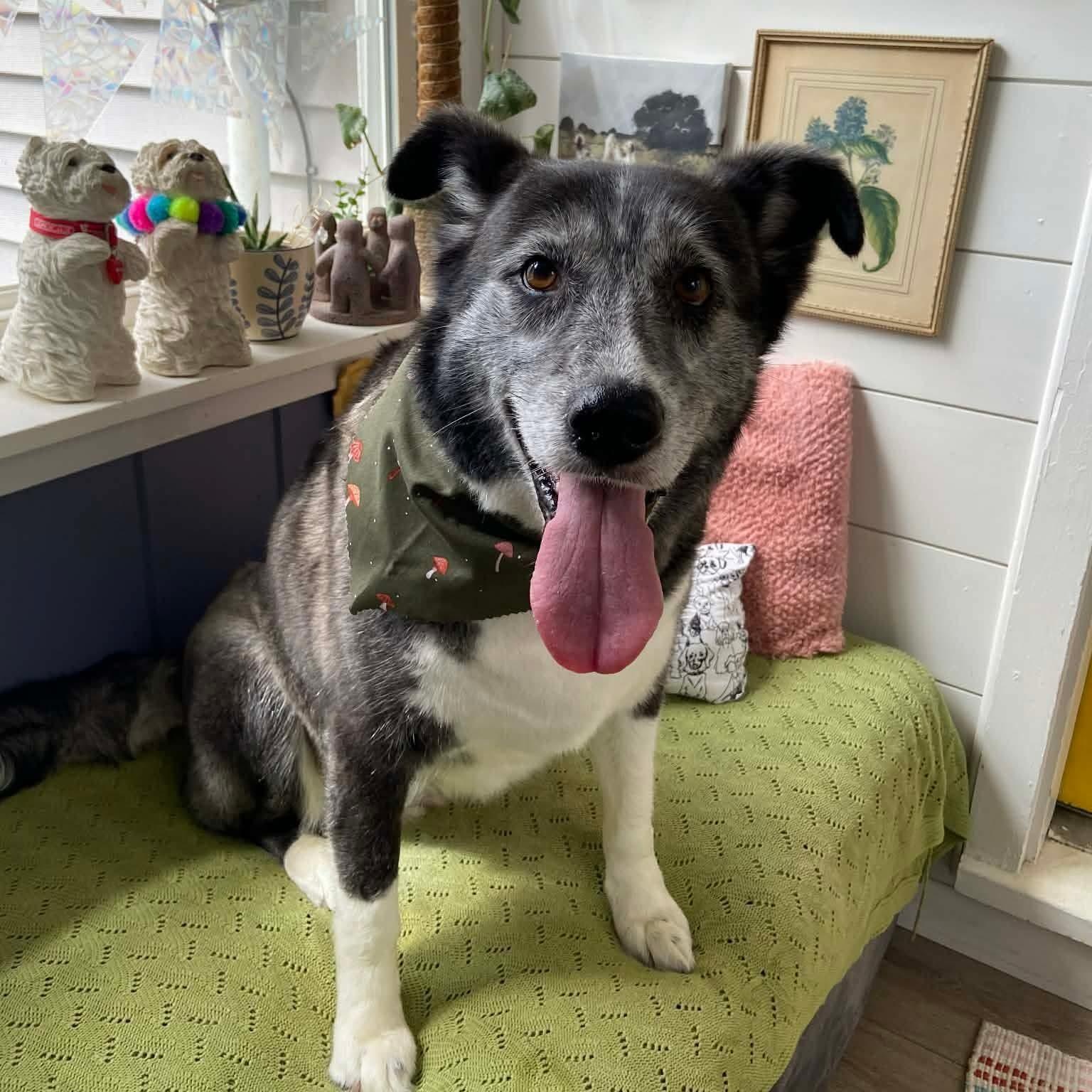 Audrey, a ADOPTABLE Mixed Breed in East Peoria, IL image 1/4