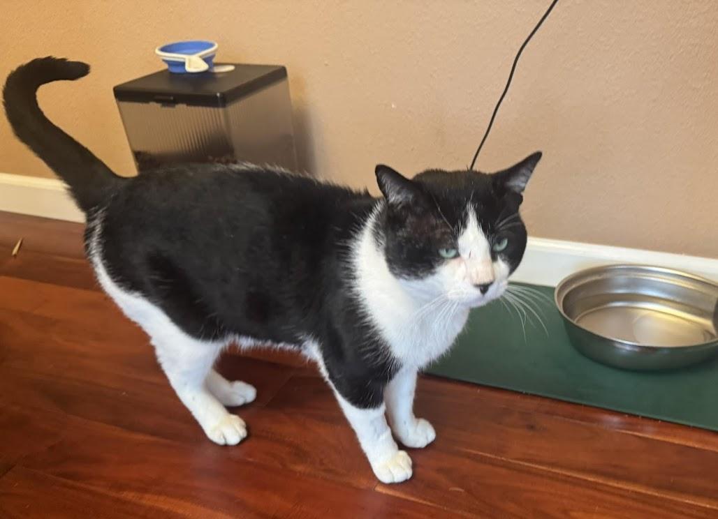Enlarge Oreo, a Adoptable Domestic Short Hair in Hillsboro, OR image 3/6