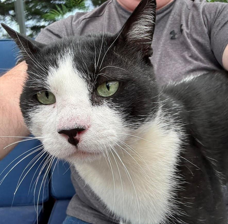 Oreo, Adoptable, Young Male Domestic Short Hair.