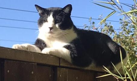 Enlarge Oreo, a Adoptable Domestic Short Hair in Hillsboro, OR image 4/6