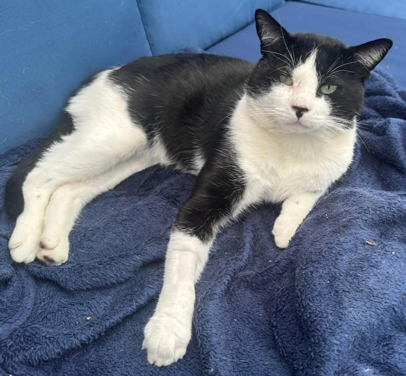 Enlarge Oreo, a Adoptable Domestic Short Hair in Hillsboro, OR image 2/6