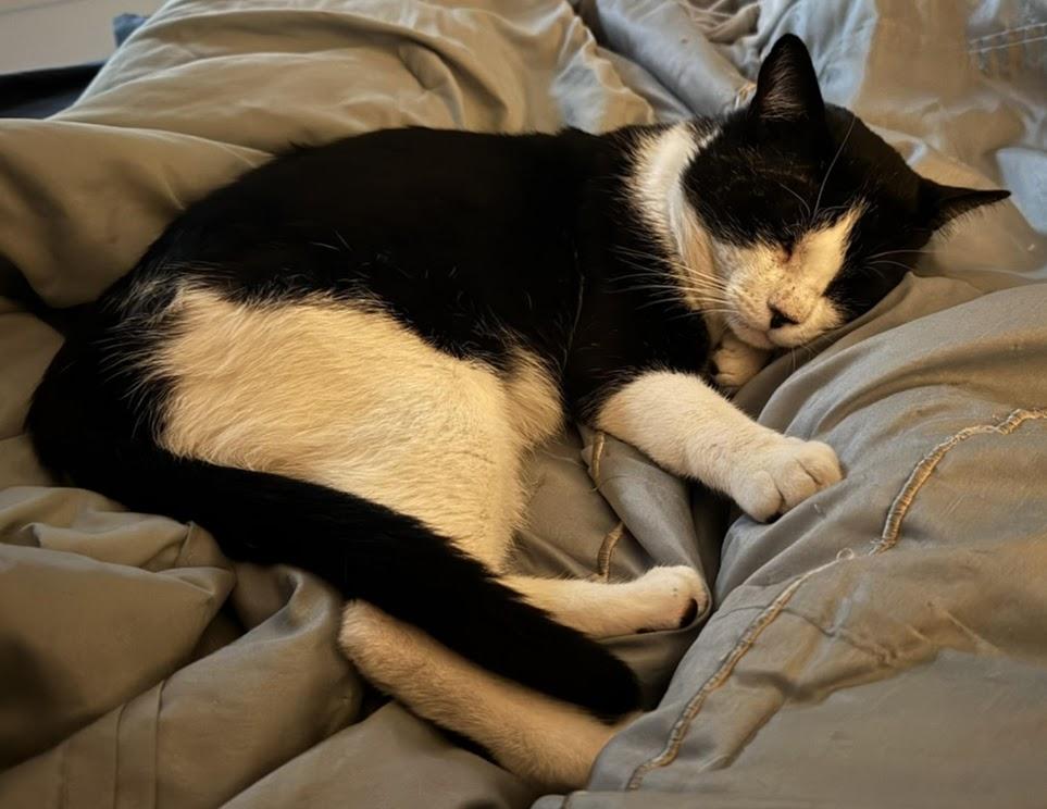 Enlarge Oreo, a Adoptable Domestic Short Hair in Hillsboro, OR image 5/6