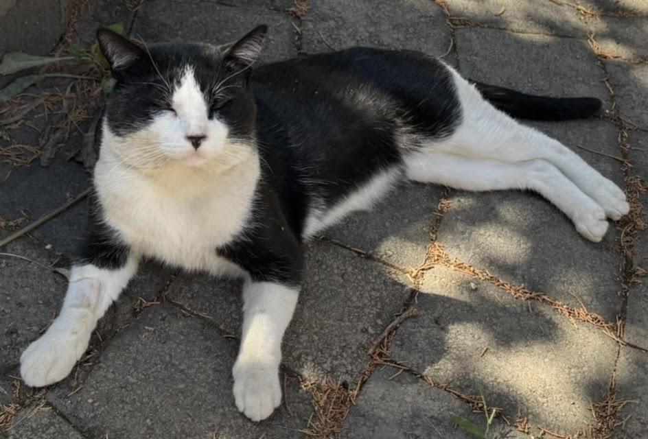 Enlarge Oreo, a Adoptable Domestic Short Hair in Hillsboro, OR image 6/6