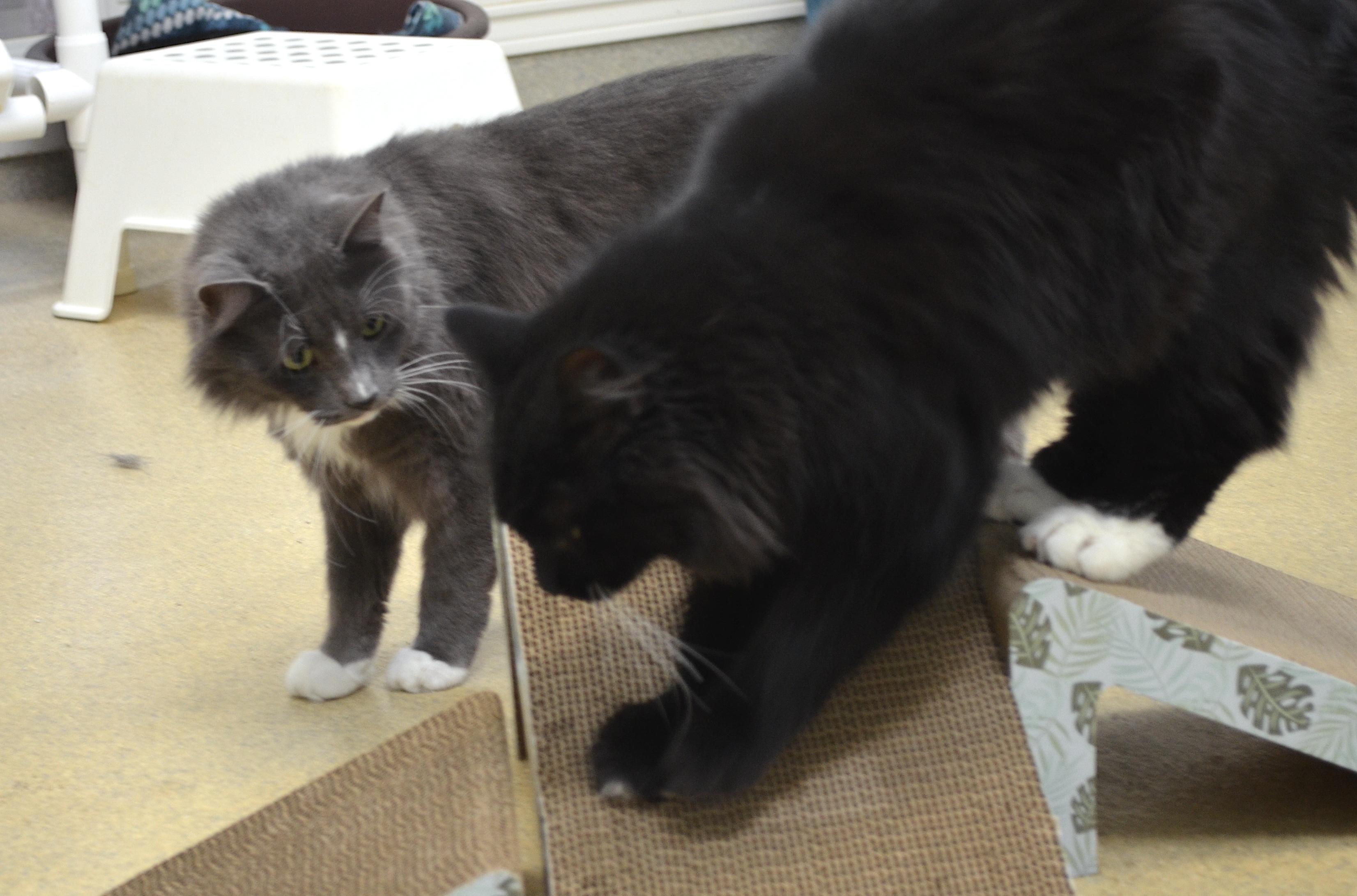 Enlarge Freddy & Jesse, a Adoptable Domestic Long Hair in Westbrook, CT image 1/6