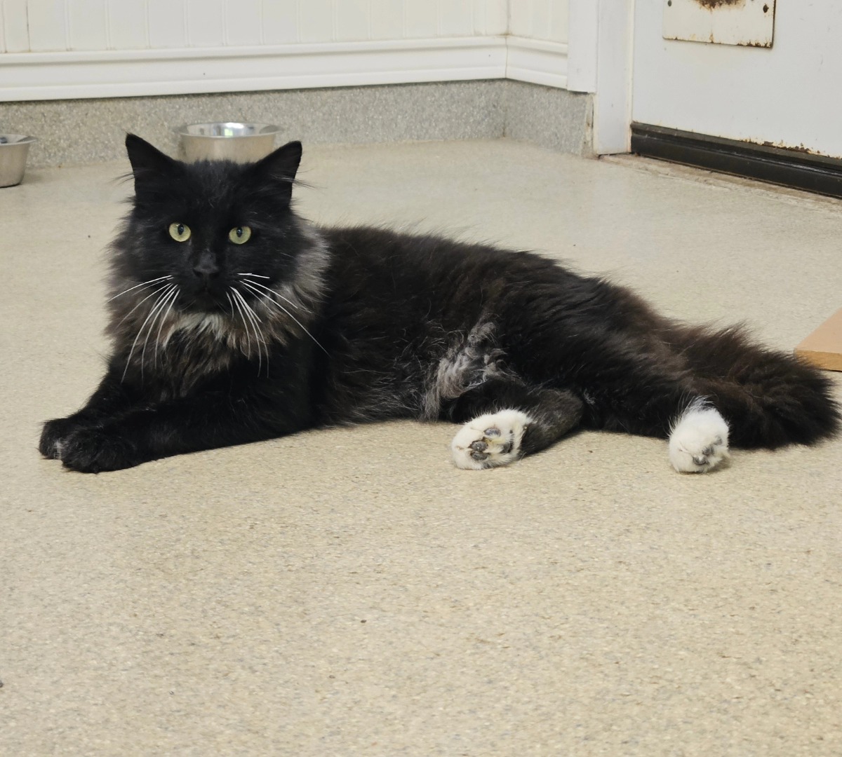 Enlarge Freddy & Jesse, a Adoptable Domestic Long Hair in Westbrook, CT image 5/6