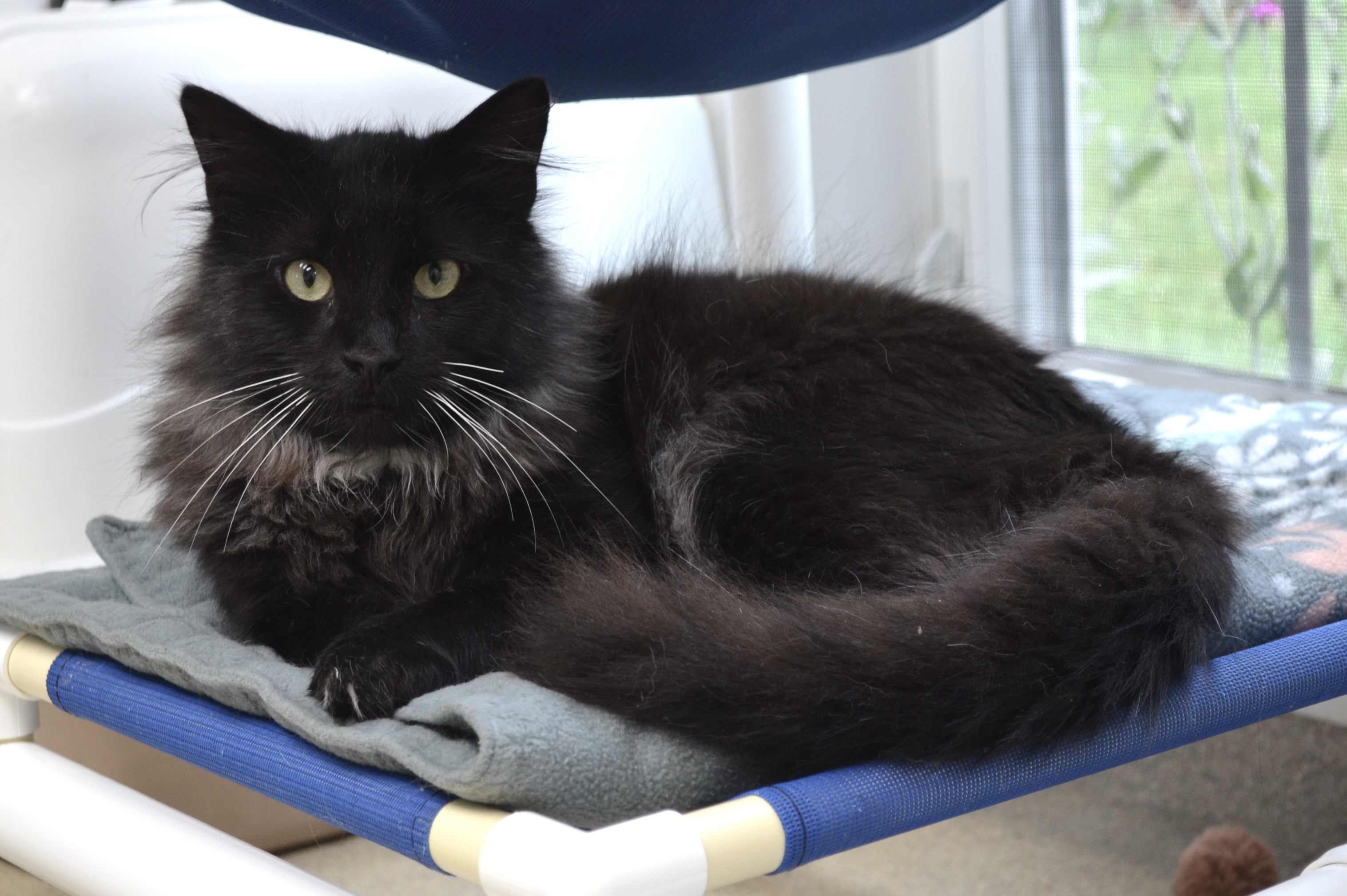 Enlarge Freddy & Jesse, a Adoptable Domestic Long Hair in Westbrook, CT image 6/6
