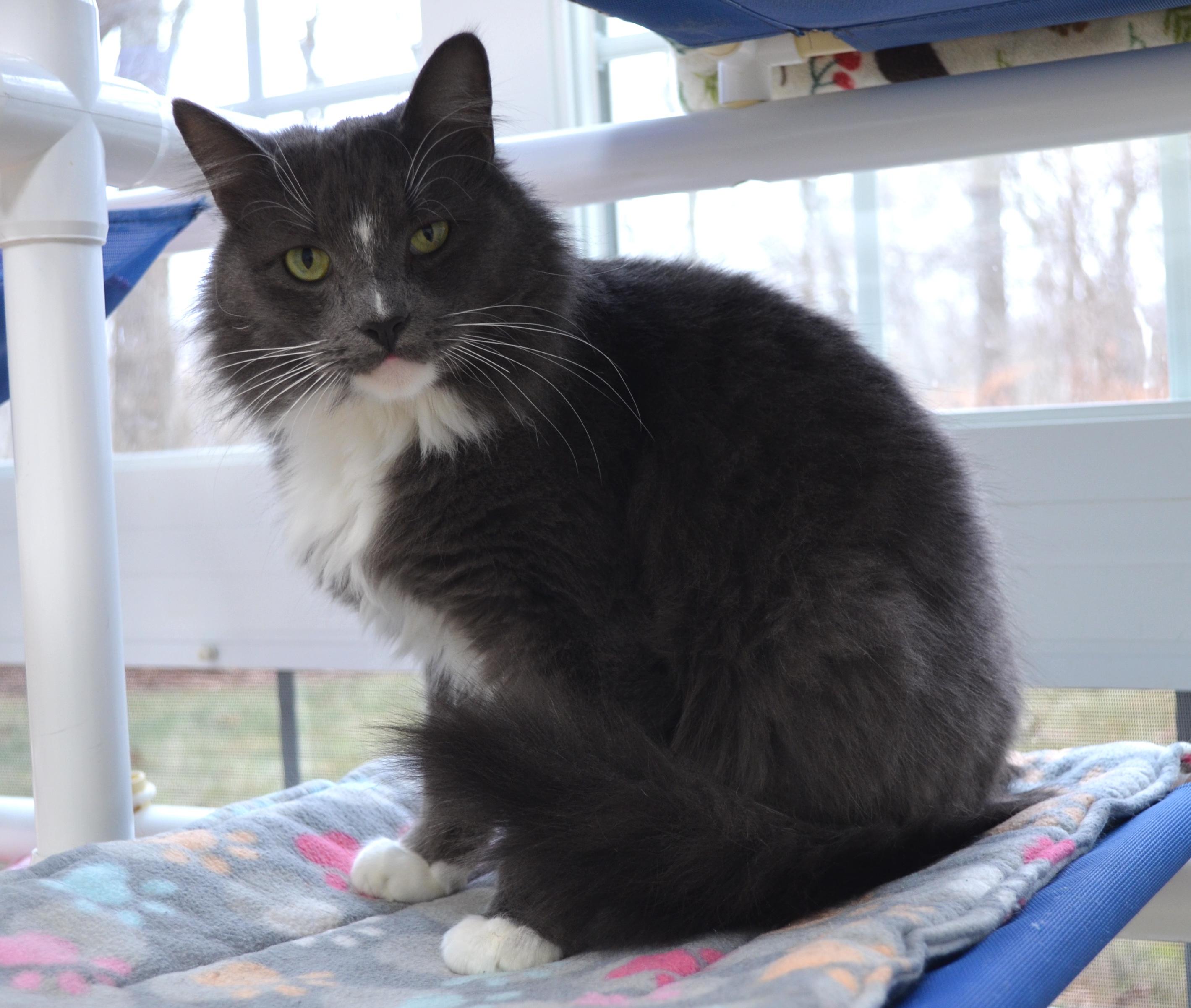 Enlarge Freddy & Jesse, a Adoptable Domestic Long Hair in Westbrook, CT image 2/6
