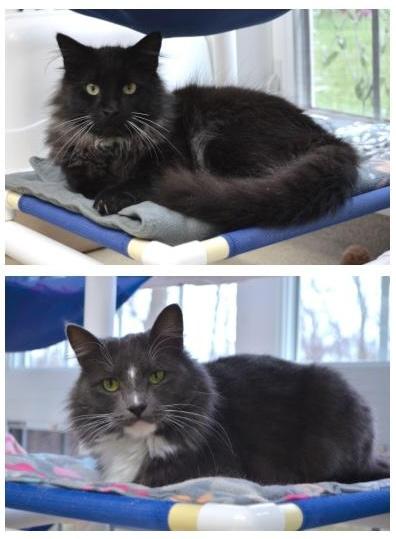 Enlarge Freddy & Jesse, a Adoptable Domestic Long Hair in Westbrook, CT image 3/6