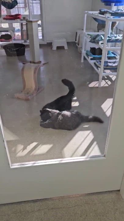 Enlarge Freddy & Jesse, a Adoptable Domestic Long Hair in Westbrook, CT video 4/6