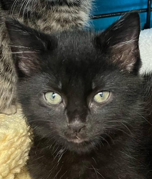 Blaine, Baby Male Domestic Medium Hair