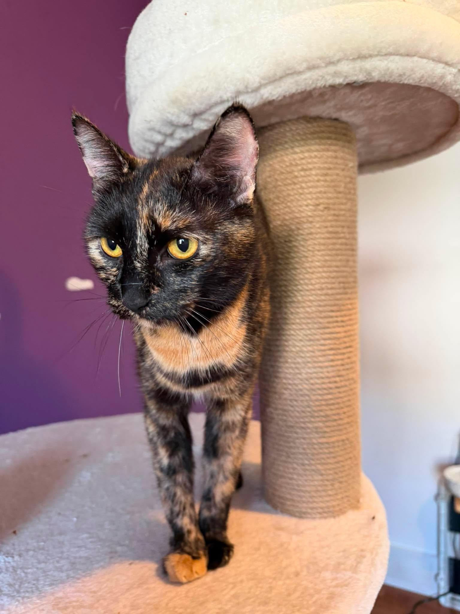 Enlarge Catlyn, a Adoptable mixed breed in Steinbach, MB image 2/3