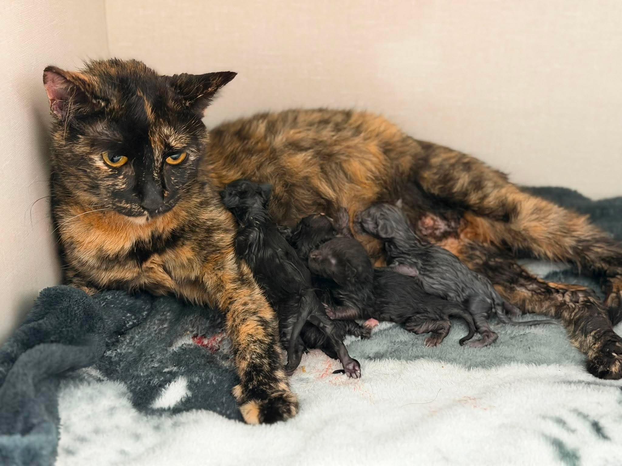 Enlarge Catlyn, a Adoptable mixed breed in Steinbach, MB image 3/3