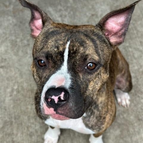 Enlarge Matcha, an adopted Pit Bull Terrier in Chicago, IL image 1/6