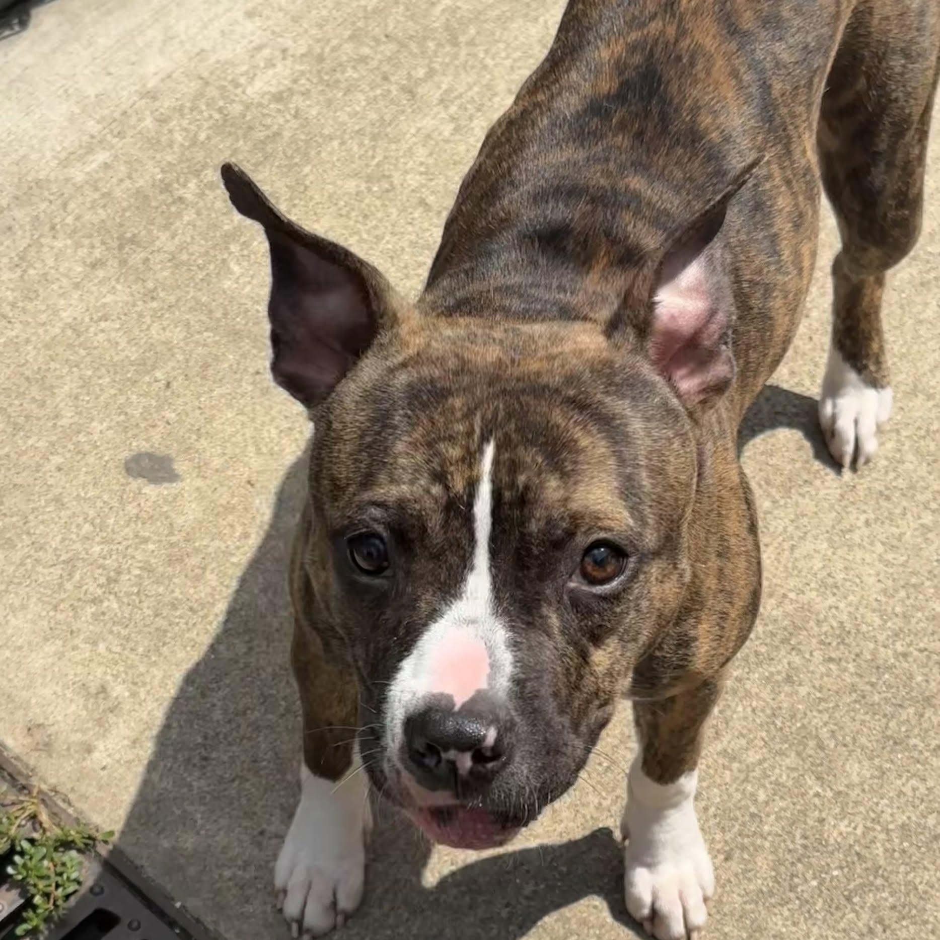 Enlarge Matcha, an adopted Pit Bull Terrier in Chicago, IL image 3/6