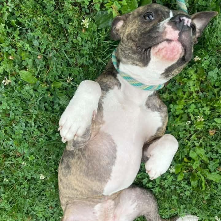 Enlarge Matcha, an adopted Pit Bull Terrier in Chicago, IL image 5/6