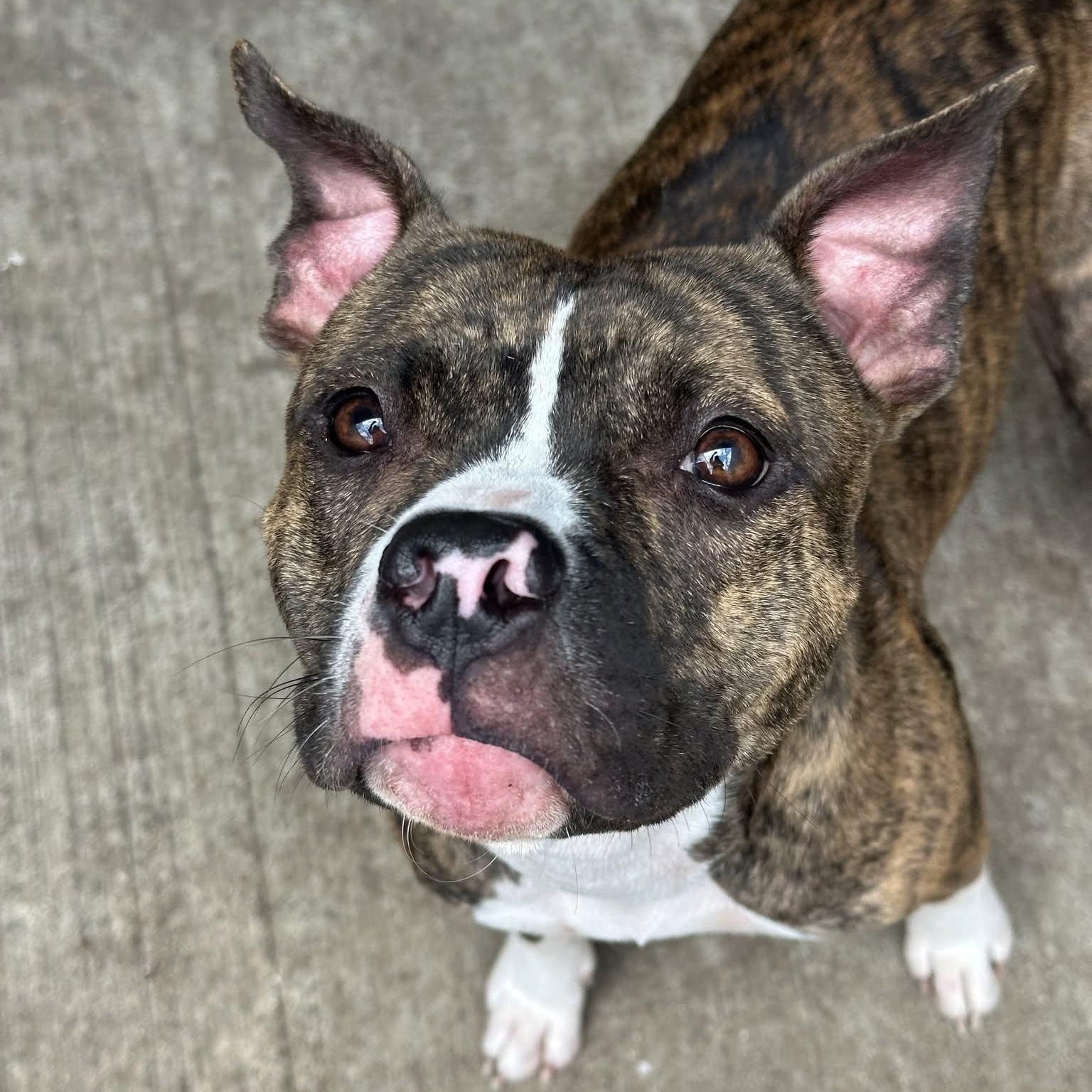 Enlarge Matcha, an adopted Pit Bull Terrier in Chicago, IL image 2/6