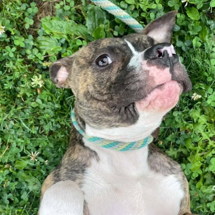 Enlarge Matcha, an adopted Pit Bull Terrier in Chicago, IL image 4/6