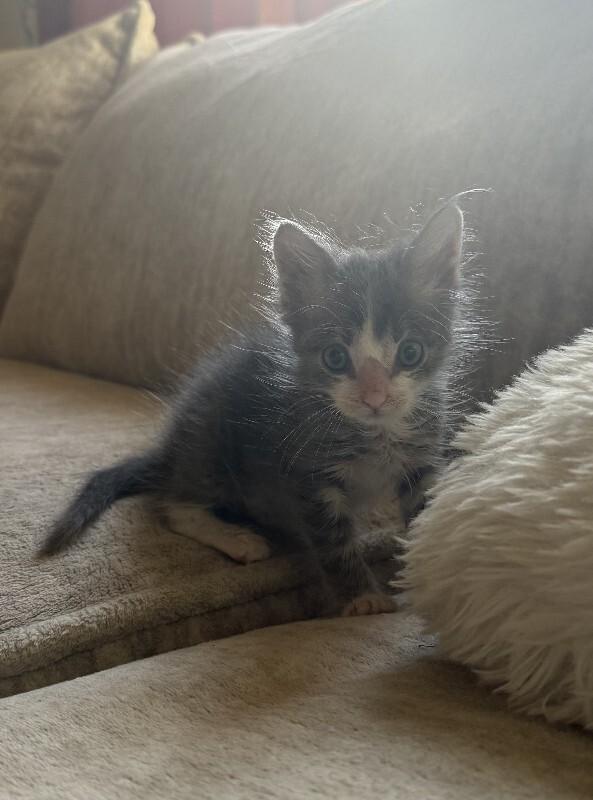 Enlarge Benny, a Adoptable Domestic Short Hair in Fruit Heights, UT image 1/6