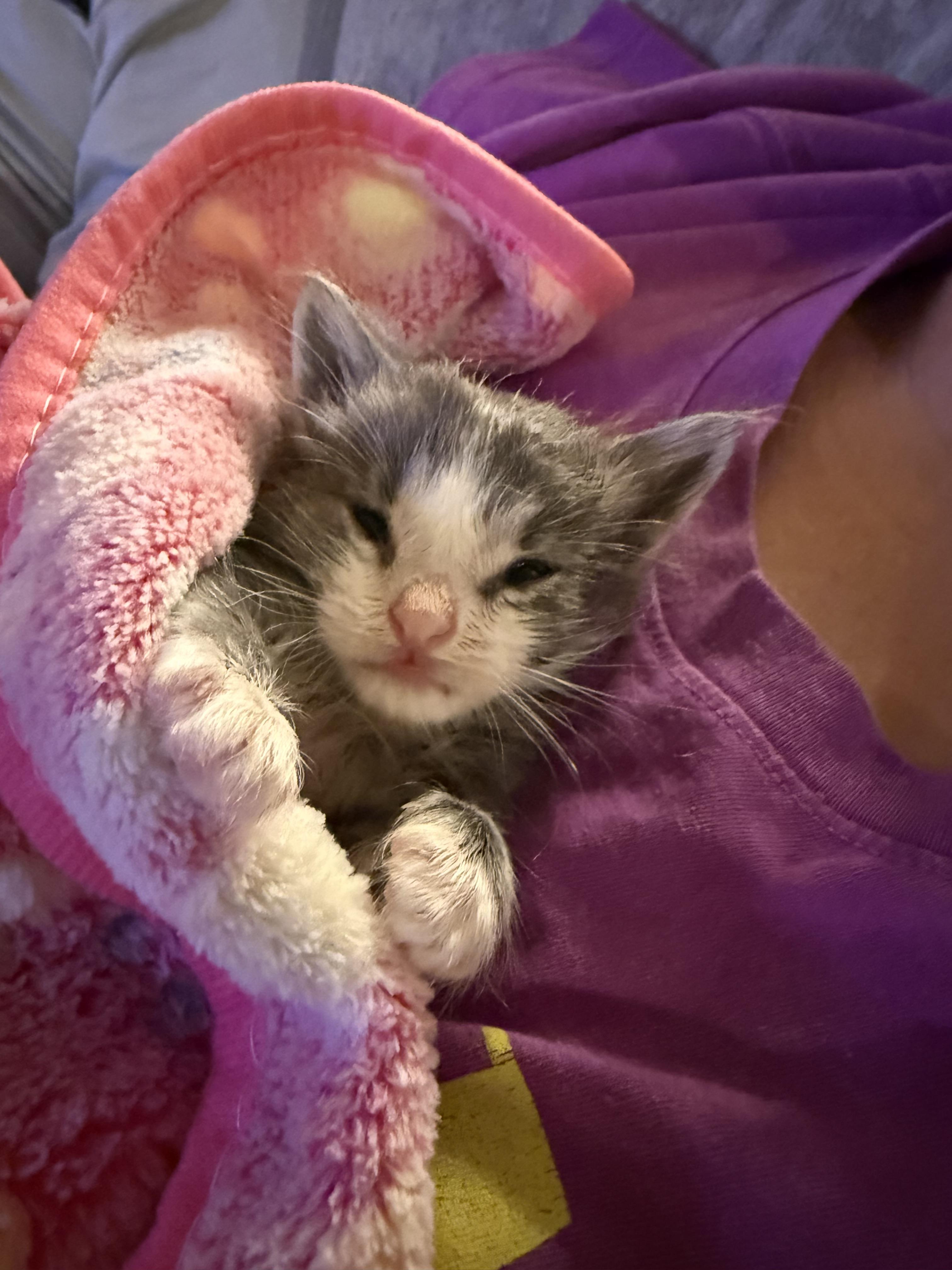 Enlarge Benny, a Adoptable Domestic Short Hair in Fruit Heights, UT image 2/6