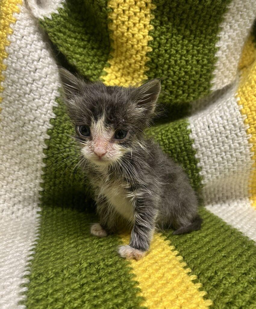 Enlarge Benny, a Adoptable Domestic Short Hair in Fruit Heights, UT image 4/6