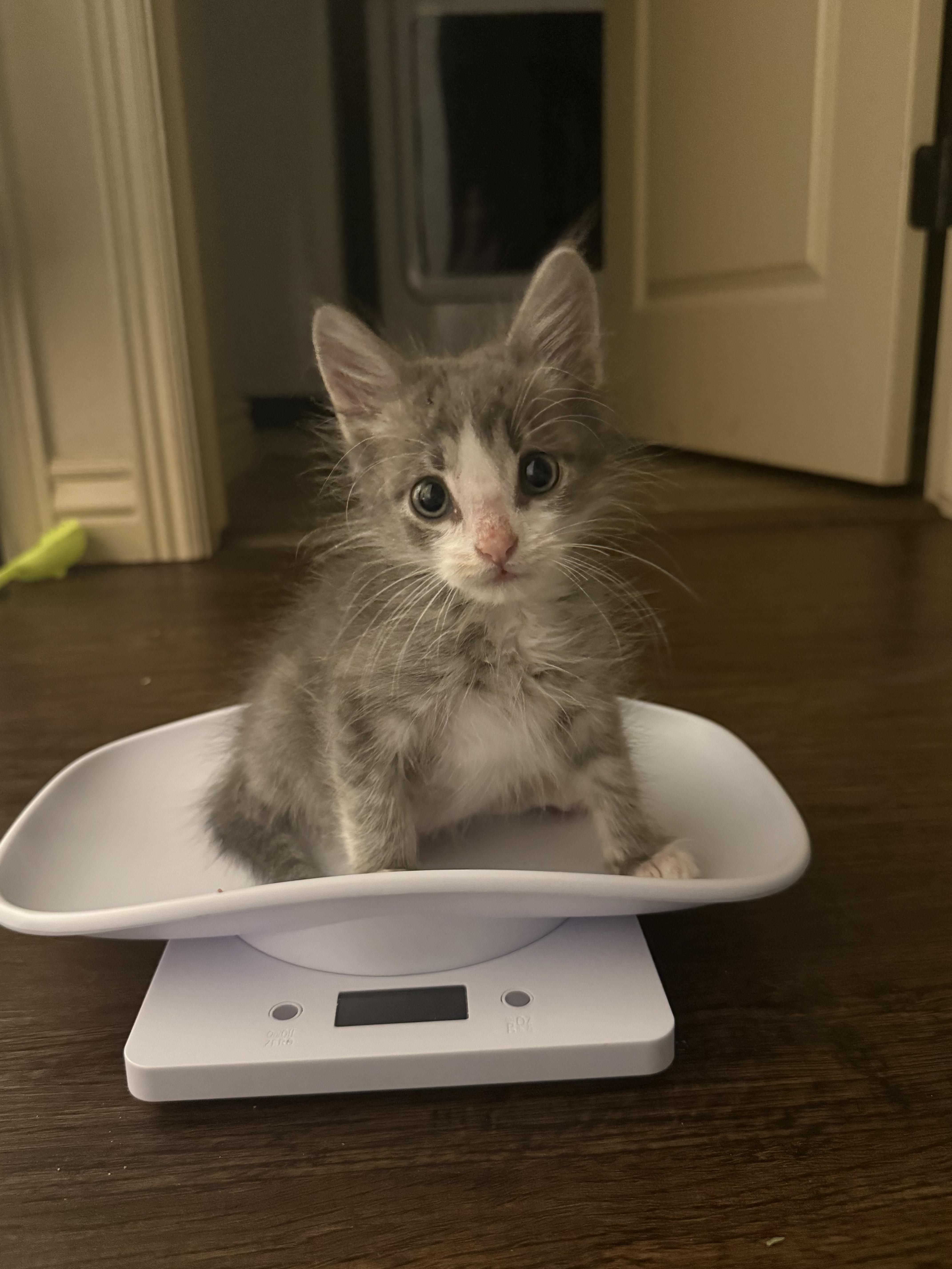 Enlarge Benny, a Adoptable Domestic Short Hair in Fruit Heights, UT image 5/6