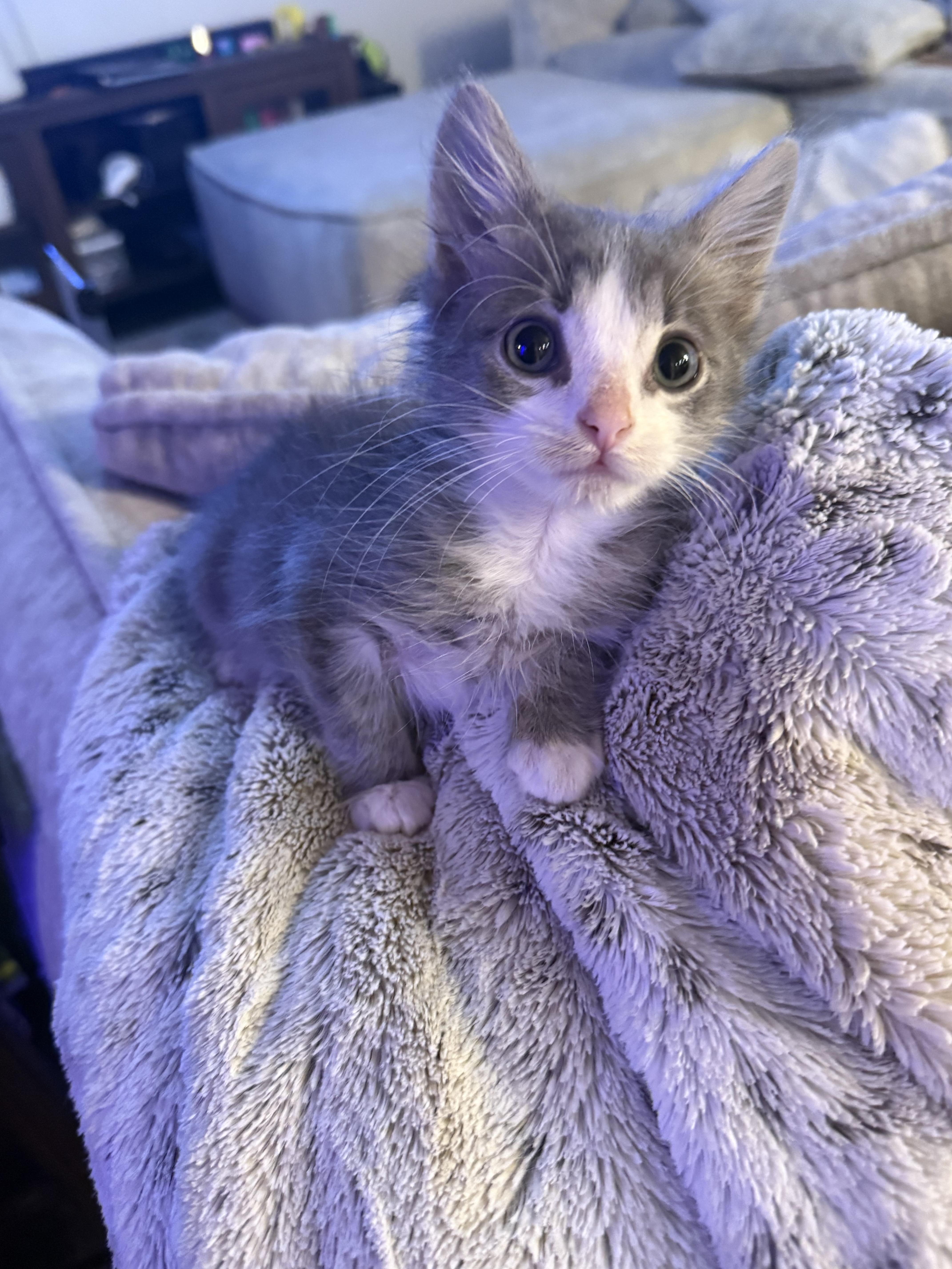 Enlarge Benny, a Adoptable Domestic Short Hair in Fruit Heights, UT image 6/6