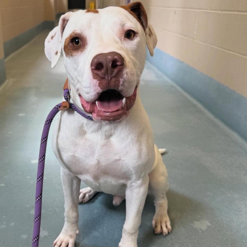 Jax, Adoptable, Adult Male American Staffordshire Terrier.