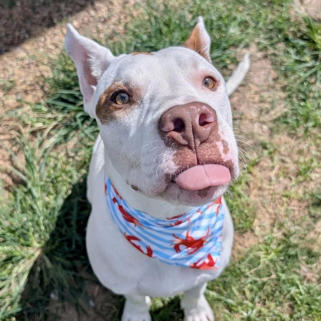 Enlarge Jax, a Adoptable American Staffordshire Terrier in Pittsburgh, PA image 2/6