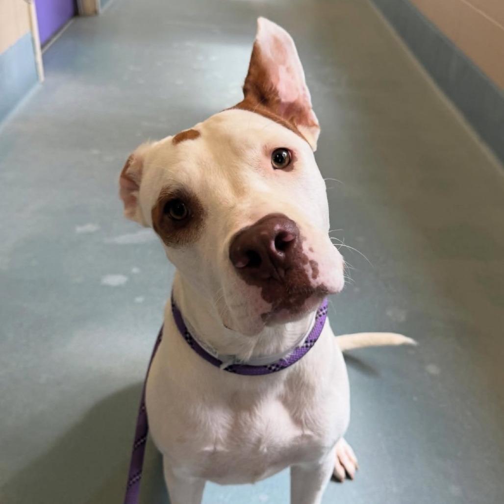 Enlarge Jax, a Adoptable American Staffordshire Terrier in Pittsburgh, PA image 3/6