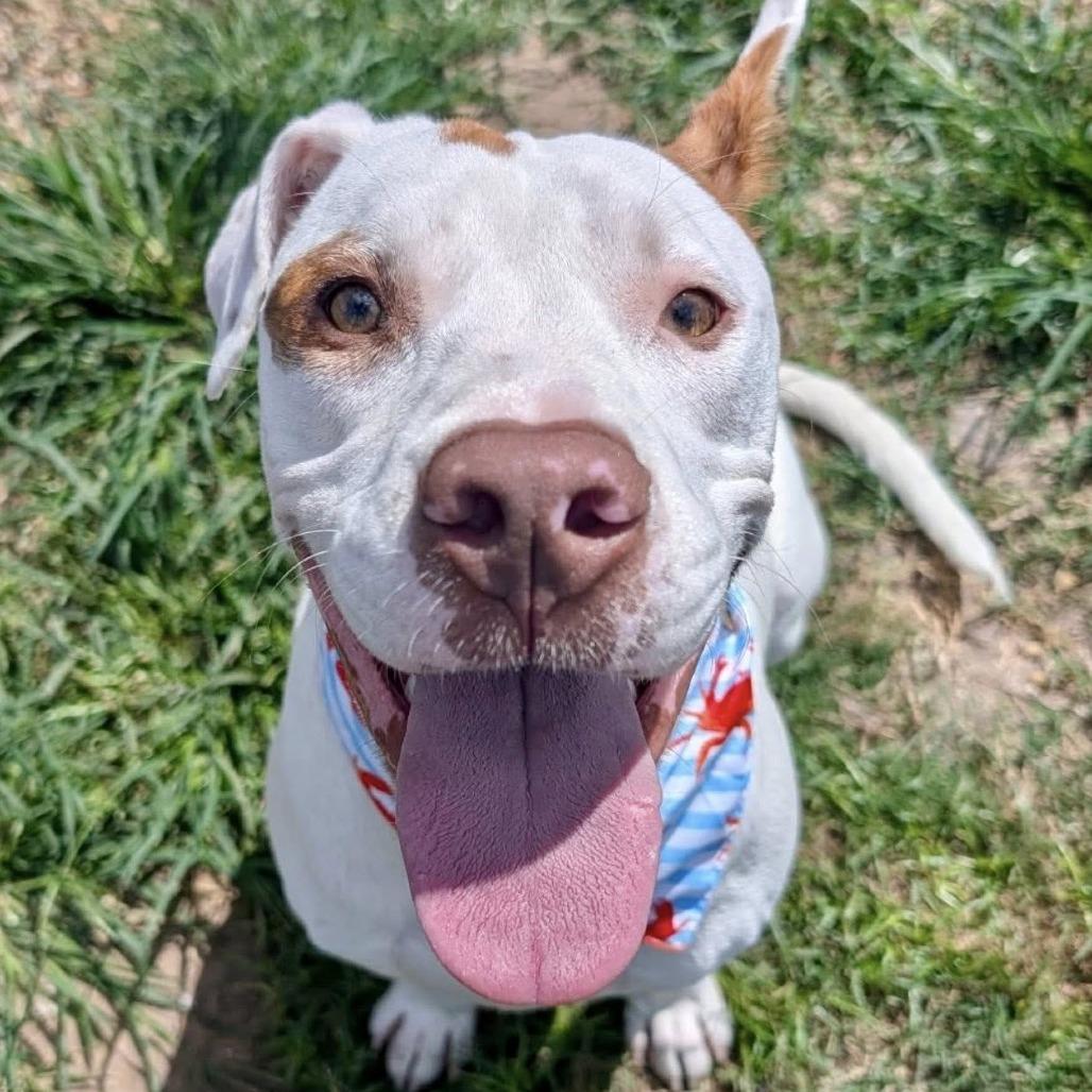 Enlarge Jax, a Adoptable American Staffordshire Terrier in Pittsburgh, PA image 4/6