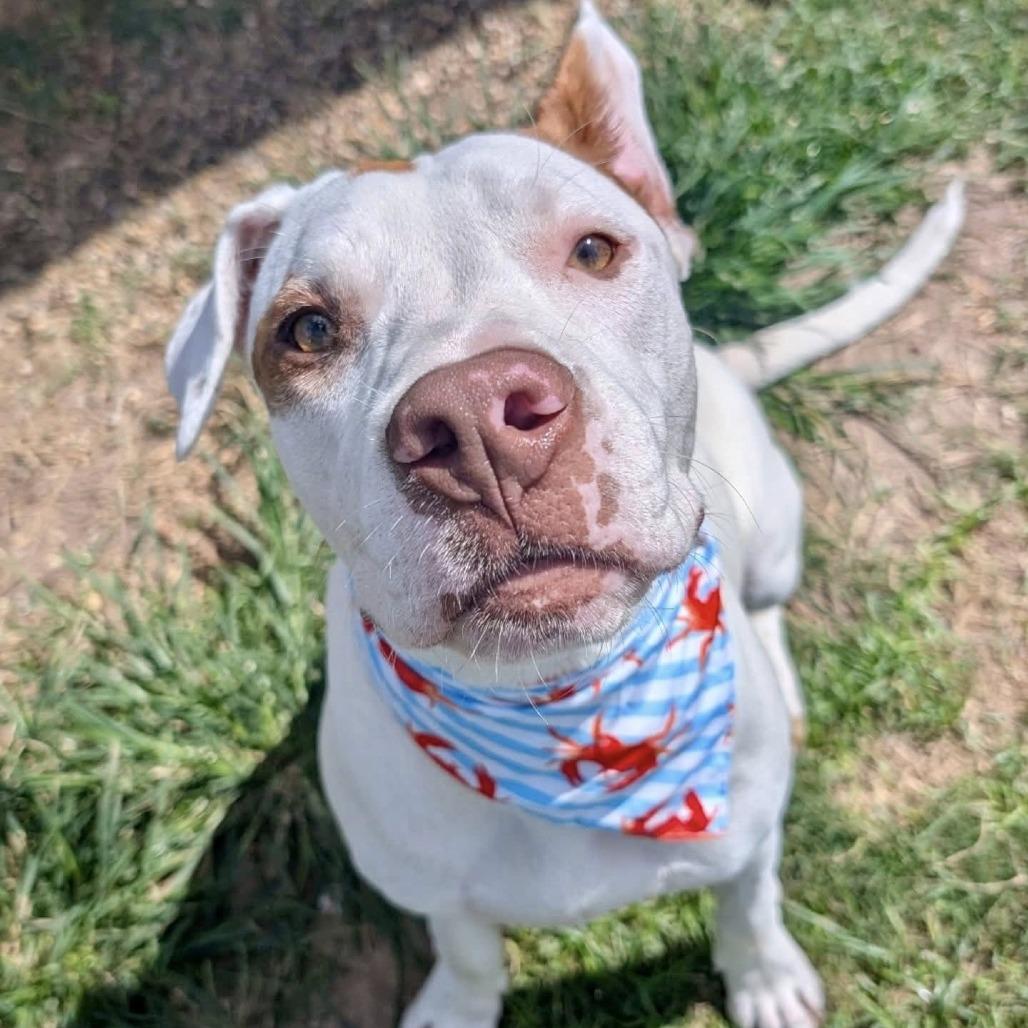 Enlarge Jax, a Adoptable American Staffordshire Terrier in Pittsburgh, PA image 5/6