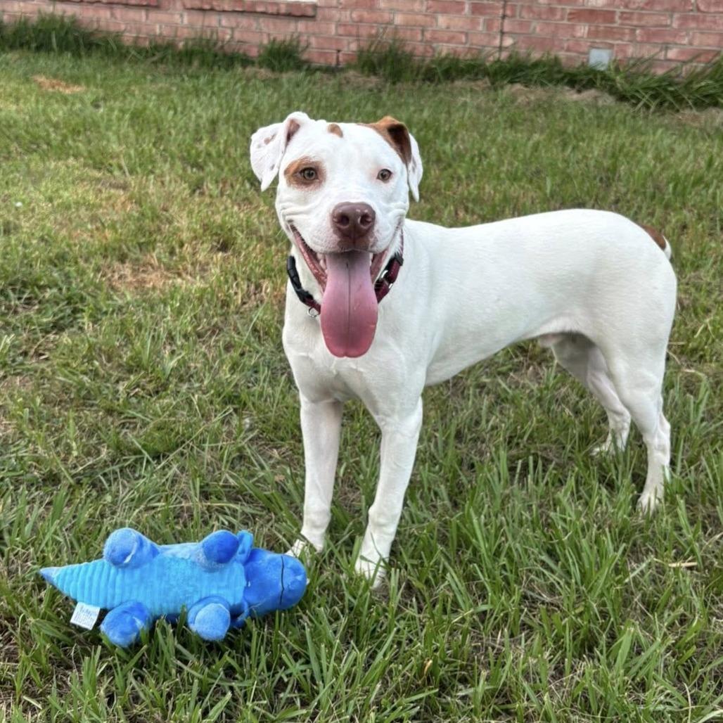Enlarge Jax, a Adoptable American Staffordshire Terrier in Pittsburgh, PA image 6/6
