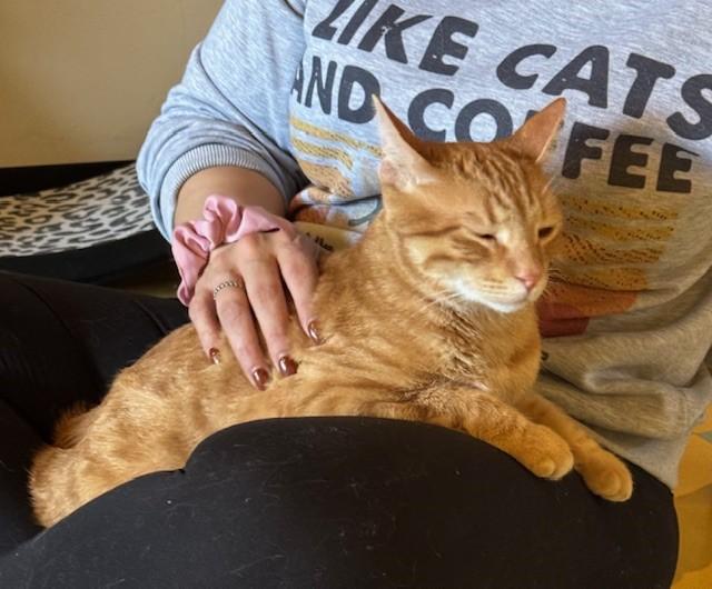 Poll, Adoptable, Adult Male Tabby.