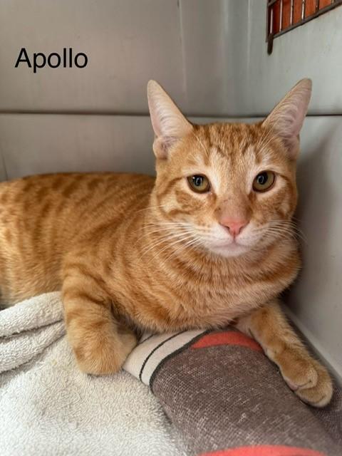 Apollo