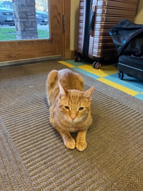 Enlarge Poll, a Adoptable Tabby in Eagle, CO image 3/3