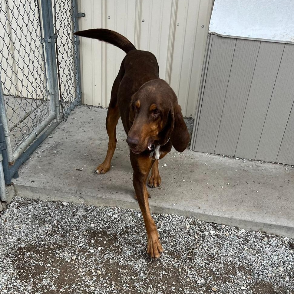 Enlarge Jethro, a Adoptable Bloodhound in Troy, MO image 2/4