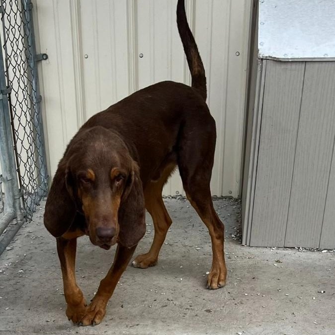 Jethro, Adoptable, Young Male Bloodhound.